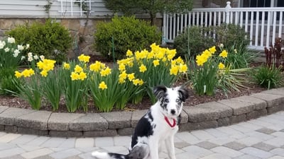 Springtime brings an abundance of cheerful daffodils to the landscaping.