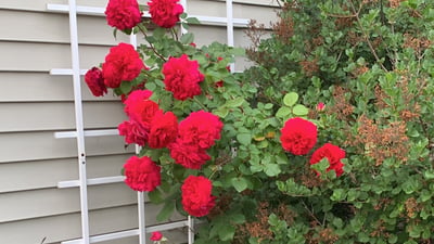 Fragrant roses climb the front trellis in the summertime.