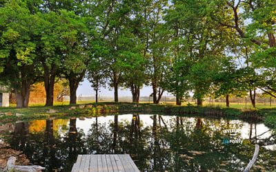 Scenic property featuring a tranquil pond surrounded by mature trees and vibrant greenery. Perfect for outdoor enthusiasts.