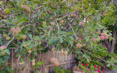 1400 Blackberry Ave, Arroyo Grande, CA