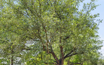 8912 Geranium Cove, Austin, TX