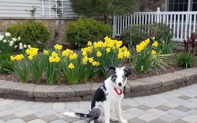Springtime brings an abundance of cheerful daffodils to the landscaping.