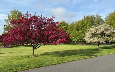 The yard comes alive in springtime with flowering trees.