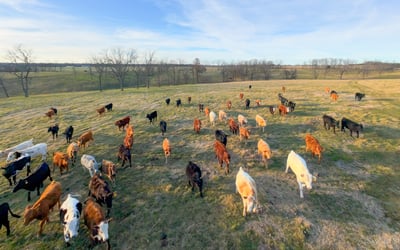 Looking north, a cattle herd is in the north pasture, curious about our drone.. Corral in the distance.