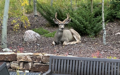 240 Game Trail Road, Silverthorne, CO