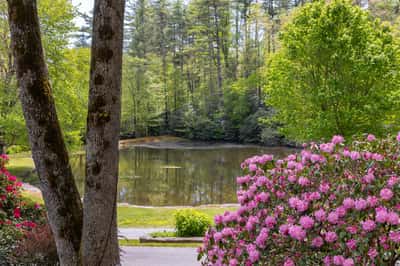 Scenic lake view surrounded by vibrant greenery and blossoming flowers offers a tranquil escape.