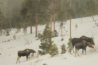 200 Kimwood Rd, Black Hawk, CO