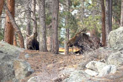 200 Rocky Knob Ln, Nederland, CO