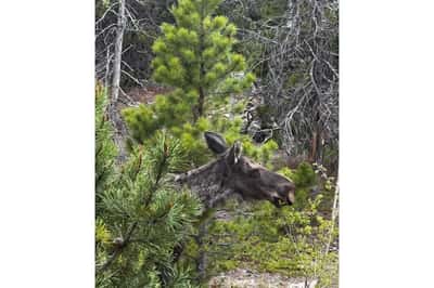 1217 Wedgwood Rd, Black Hawk, CO