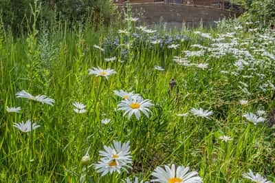 281 Pine Crest Drive, Snowmass Village, CO