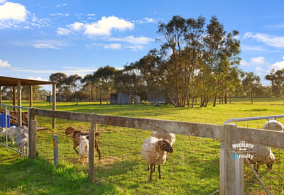 Expansive rural property featuring lush pastures and grazing sheep, perfect for livestock enthusiasts or hobby farmers.