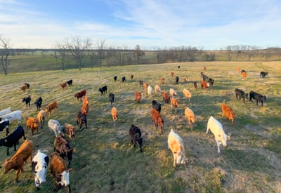 Looking north, a cattle herd is in the north pasture, curious about our drone.. Corral in the distance.