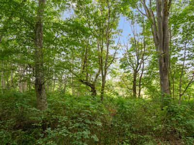 3327 Burley Road, Clinton, WA