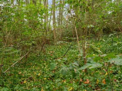 3327 Burley Road, Clinton, WA