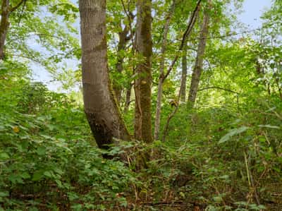 3327 Burley Road, Clinton, WA