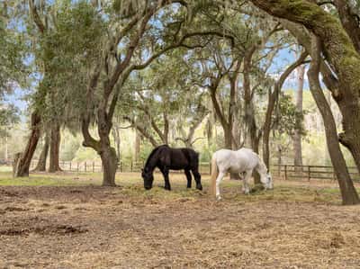 71 Tropicana Road, St. Helena Island, SC