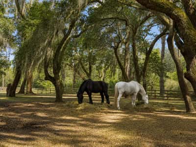 71 Tropicana Road, St. Helena Island, SC
