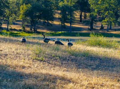 8499 Simmons Road, Redding, CA