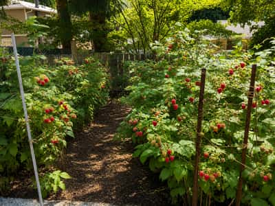 Discover this vibrant garden filled with flourishing raspberry plants, perfect for fresh summer harvests.