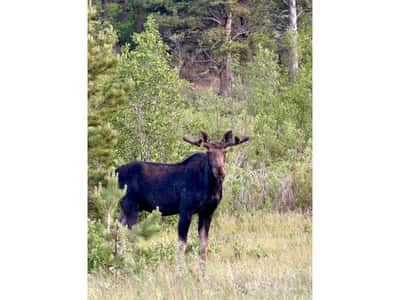 3894 Fourth of July Rd, Nederland, CO