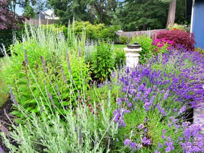 Lush garden featuring vibrant lavender and diverse plants, creating a picturesque outdoor retreat for relaxation.