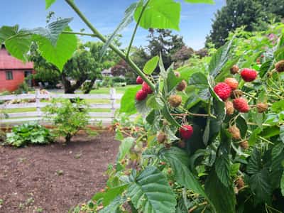 Discover a spacious garden featuring vibrant raspberry plants, perfect for cultivating your own fresh produce.