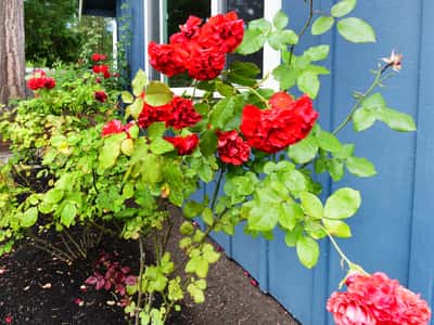 Vibrant red roses flourish next to the inviting blue exterior, enhancing the property's outdoor appeal.