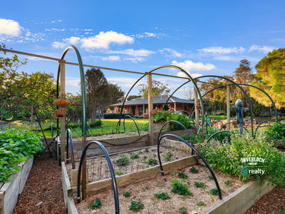 Lush vegetable garden with arched trellises, offering a unique outdoor oasis for gardening enthusiasts.