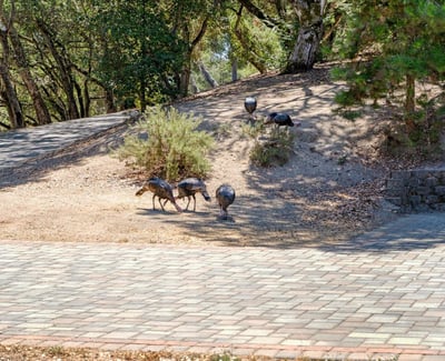 220 Whippet Run, Corralitos, CA