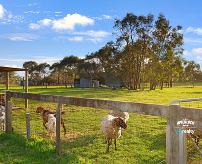 Expansive rural property featuring lush pastures and grazing sheep, perfect for livestock enthusiasts or hobby farmers.