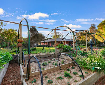 Lush vegetable garden with arched trellises, offering a unique outdoor oasis for gardening enthusiasts.