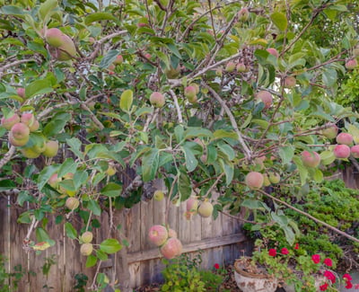 1400 Blackberry Ave, Arroyo Grande, CA