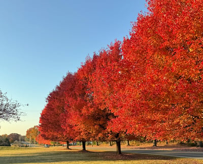 Vibrant fall colors line the front of the property.