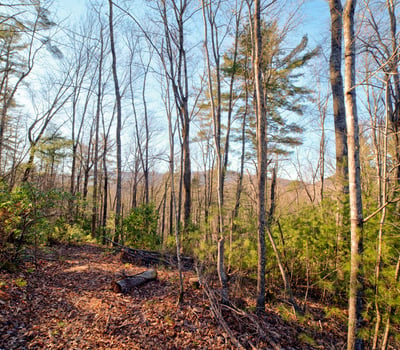 138 Lucius Lane, Cherry Log, GA