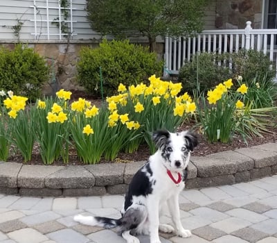 Springtime brings an abundance of cheerful daffodils to the landscaping.