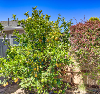 444 Walnut St, Arroyo Grande, CA