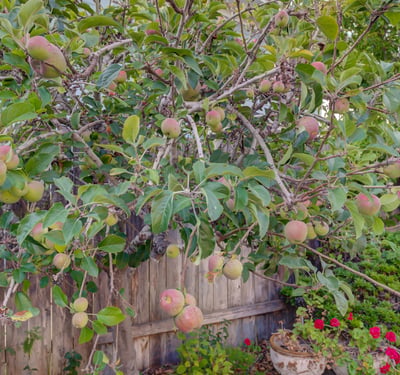 1400 Blackberry Ave, Arroyo Grande, CA