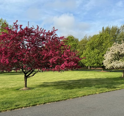 The yard comes alive in springtime with flowering trees.