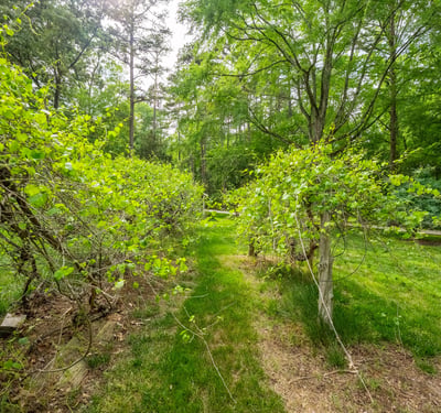 1800 Chestnut Lane, Matthews, NC