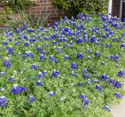1712 Kaiser Cove, Argyle, TX