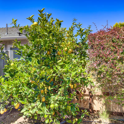 444 Walnut St, Arroyo Grande, CA