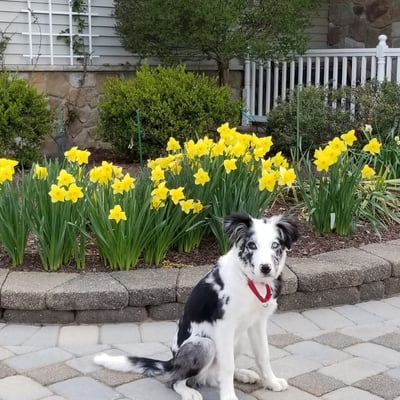 Springtime brings an abundance of cheerful daffodils to the landscaping.