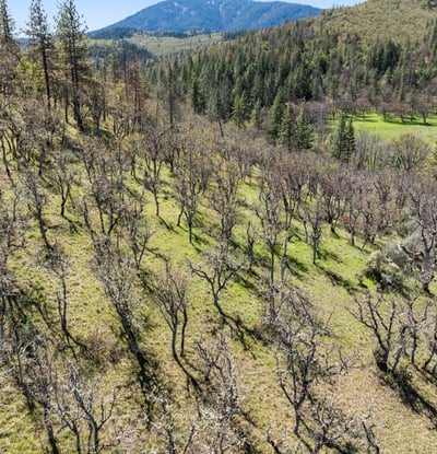 Buckhorn Road #1000, Ashland, OR