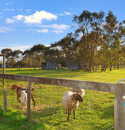 Expansive rural property featuring lush pastures and grazing sheep, perfect for livestock enthusiasts or hobby farmers.
