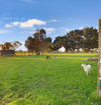 Spacious rural property featuring lush green pastures and grazing sheep, perfect for a tranquil lifestyle.