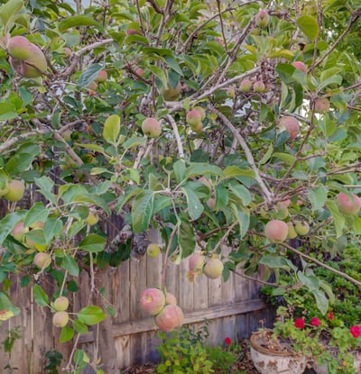 1400 Blackberry Ave, Arroyo Grande, CA