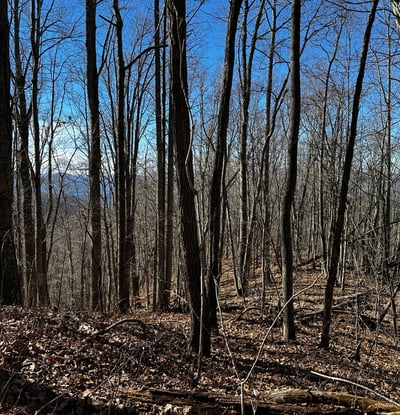2223 Scarlet Ridge, Sylva, NC