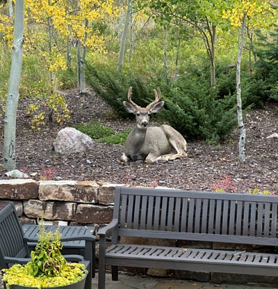 240 Game Trail Road, Silverthorne, CO