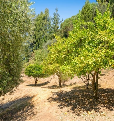 220 Whippet Run, Corralitos, CA
