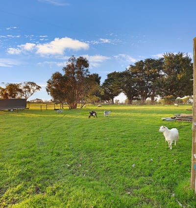 Spacious rural property featuring lush green pastures and grazing sheep, perfect for a tranquil lifestyle.
